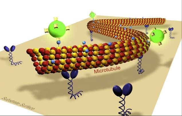 Molecular Transport in Cell Biology and Nanotechnology